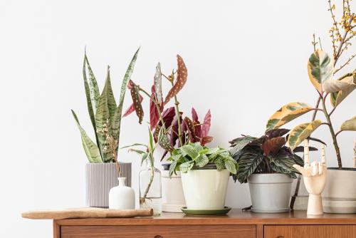 Houseplants on a wooden cabinet